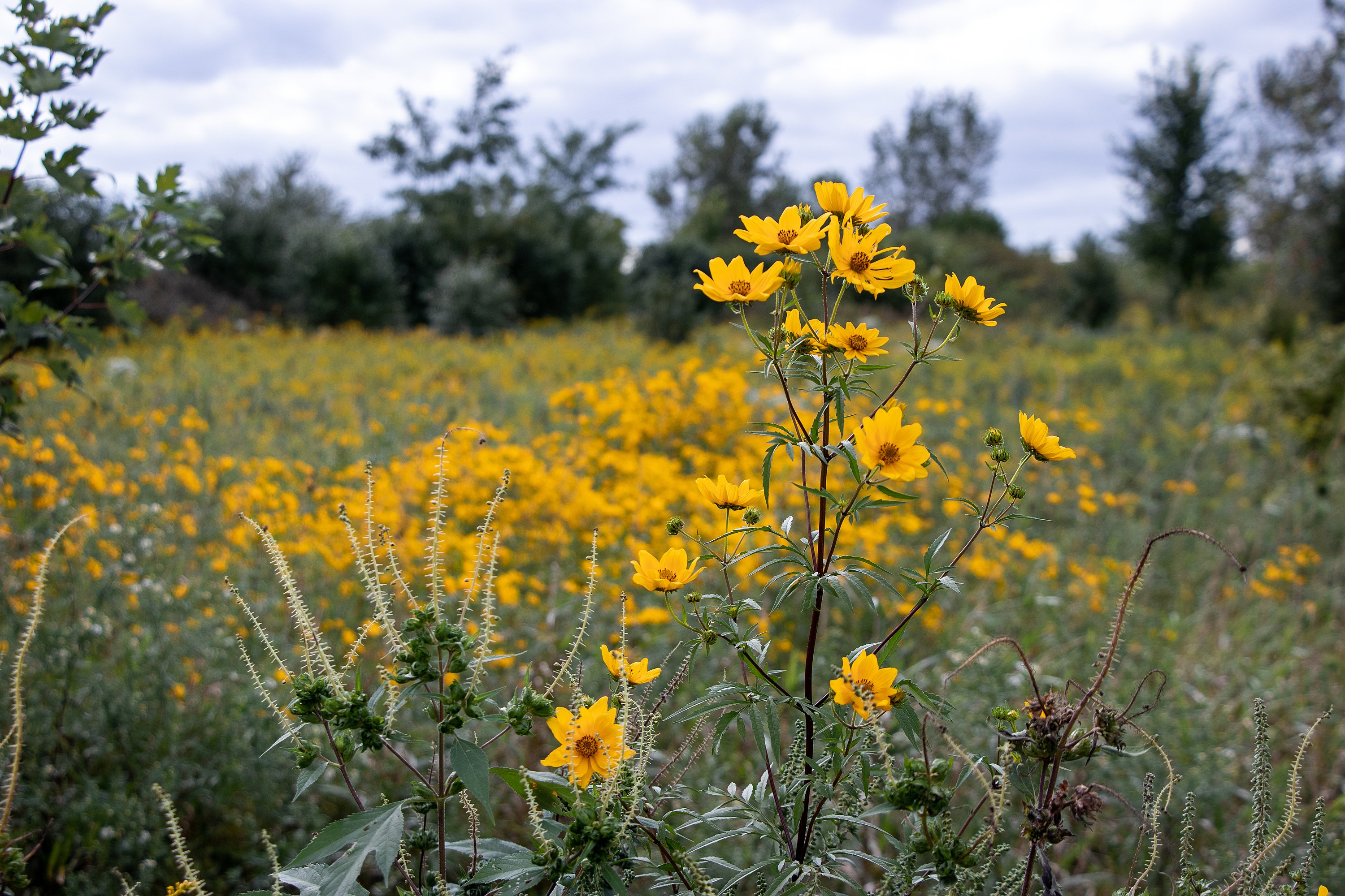 Springbrook Prairie