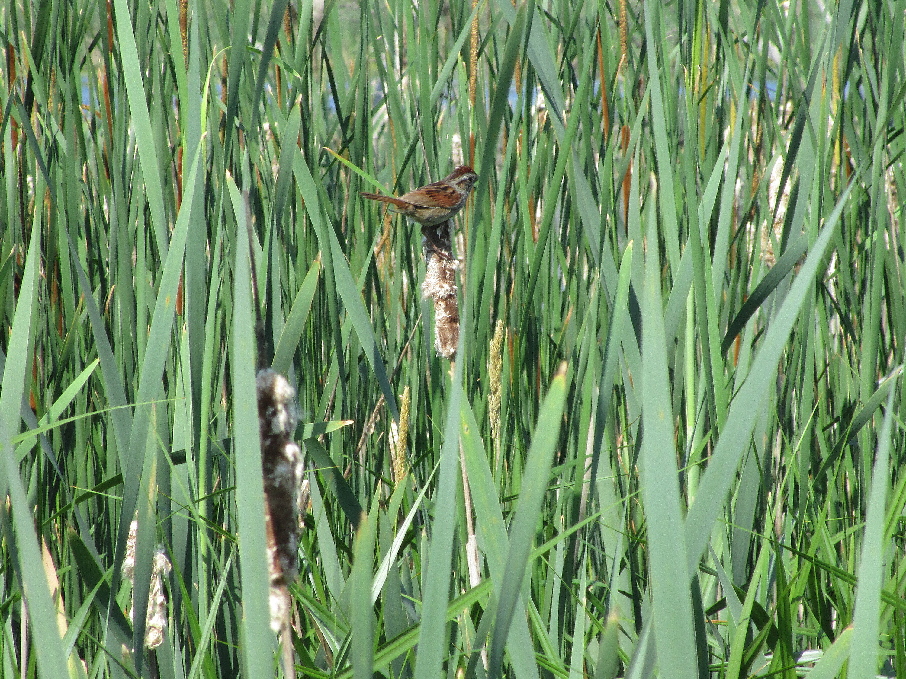 bird on cattail in wetland