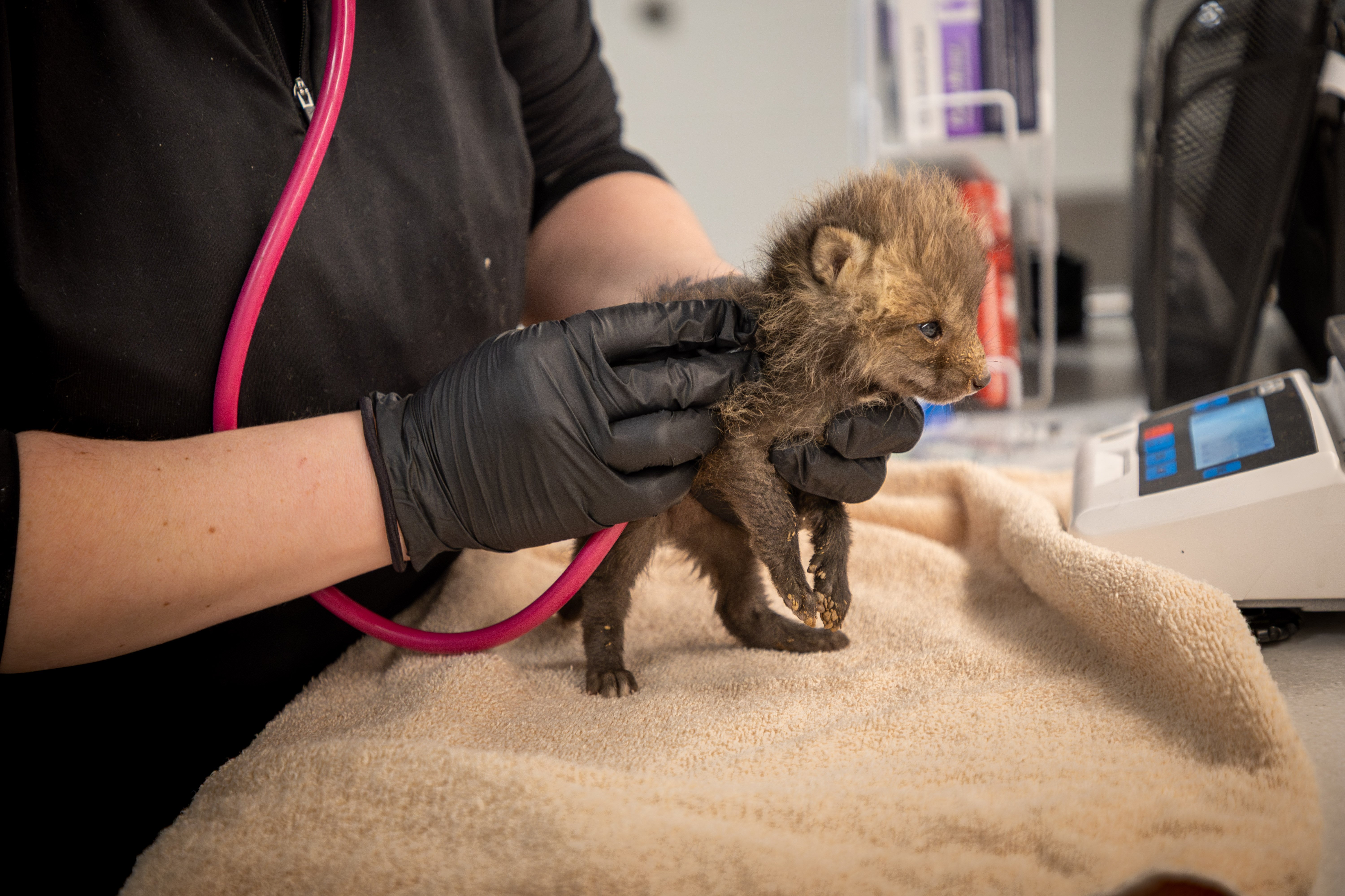 A woman uses a stethoscope to examine a baby fox.