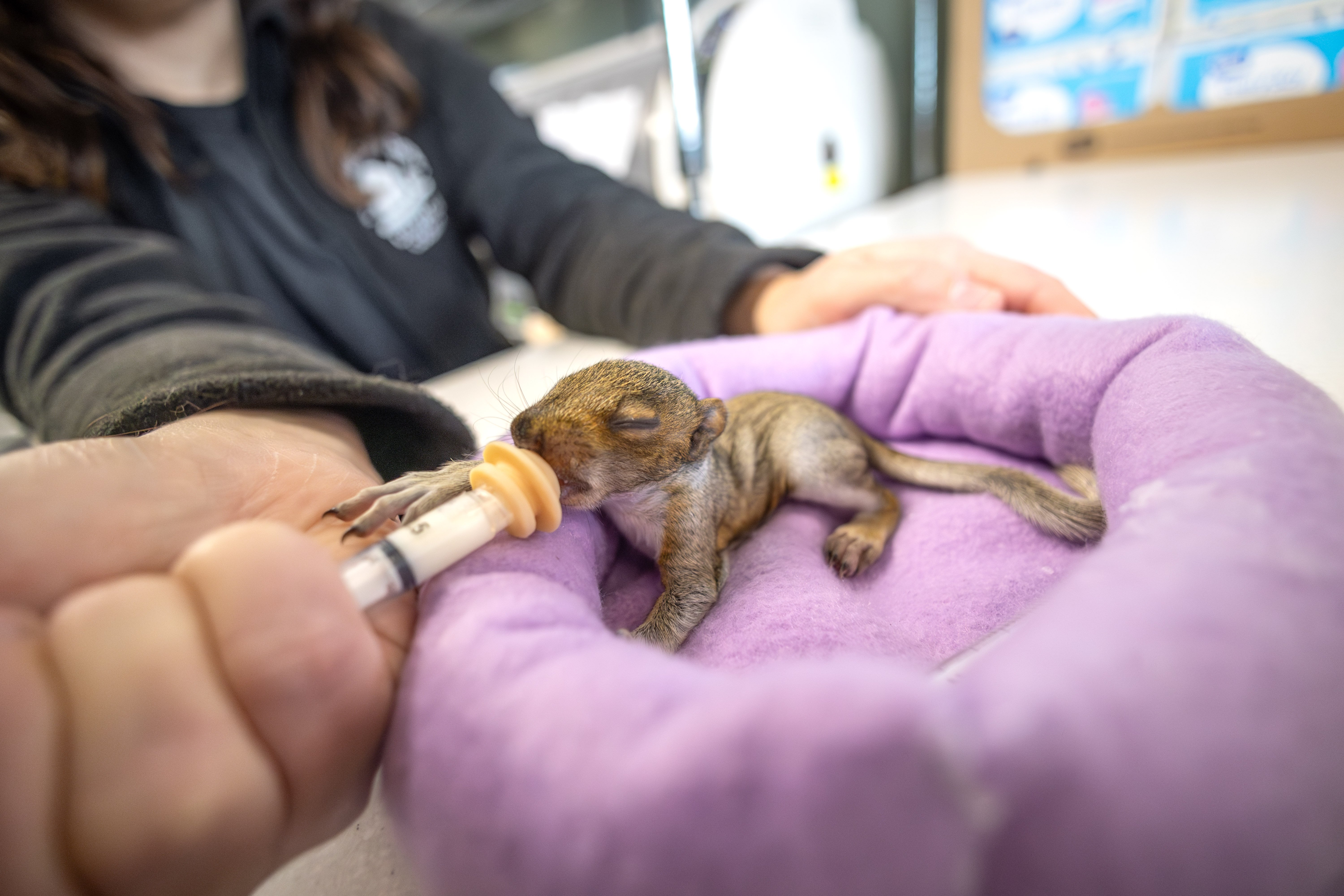 A woman feeds a baby squirrel through a syringe.