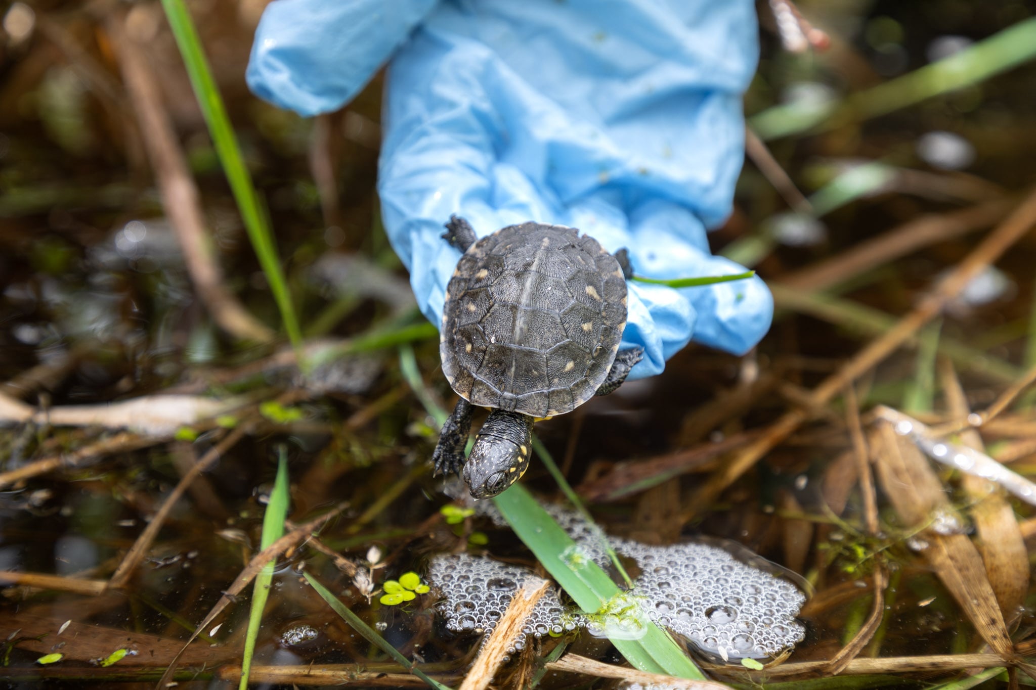 A Blanding's turtle is released into water by a gloved hand.