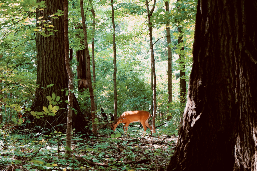 A deer stops to eat in a dense forest.