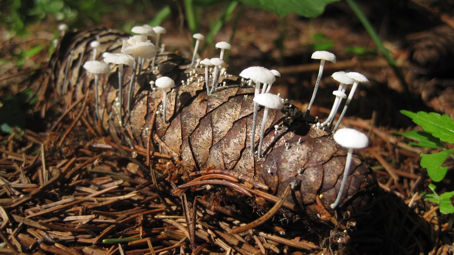 Small white mushrooms sprout from a pine cone on a forest floor.