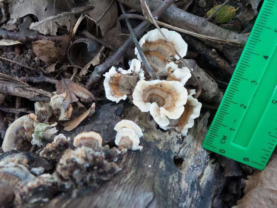 A bright green ruler is used for reference while documenting white and brown mushrooms growing from a log.