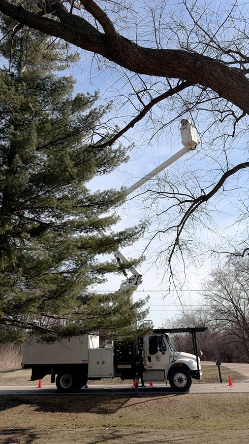 A forestry worker uses an aerial lift truck to access the top half of a pine tree while renesting owlets.