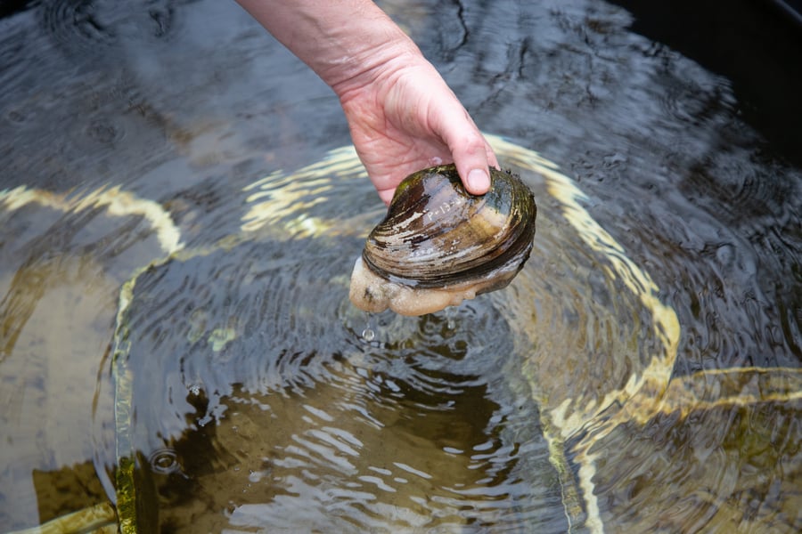 A person holds a mussel with an identifying marking just above the water's surface.