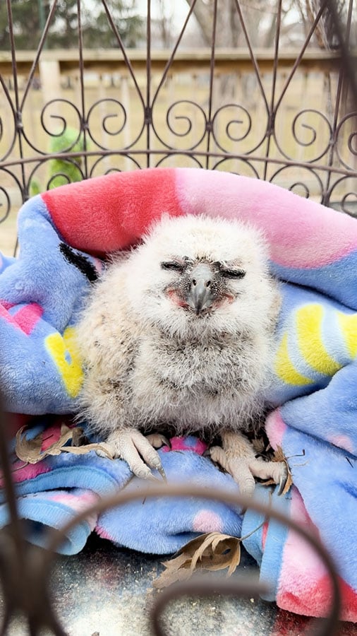 An owlet sits in a colorful towel in an old-fashioned bird cage.