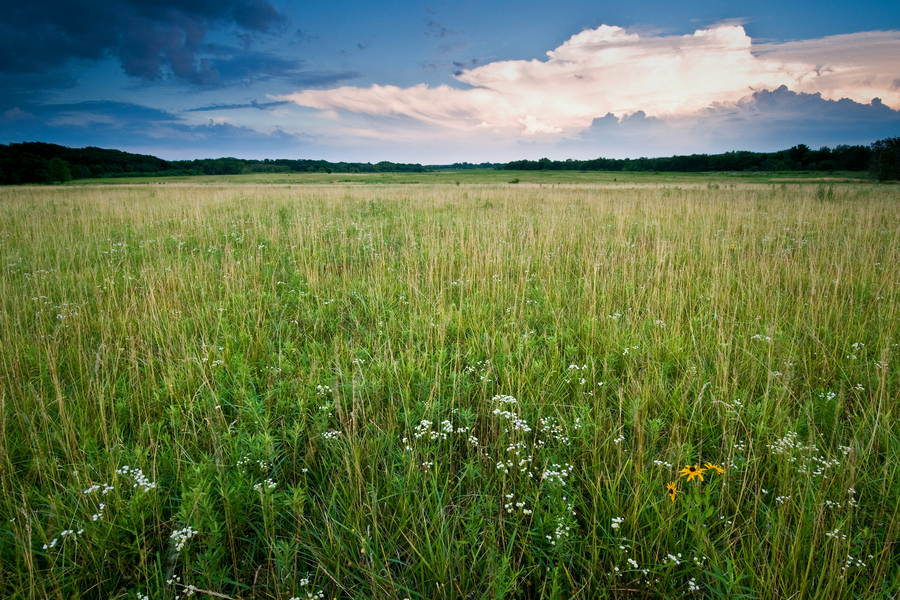 Dark green trees border a wide open prairie of native grasses.
