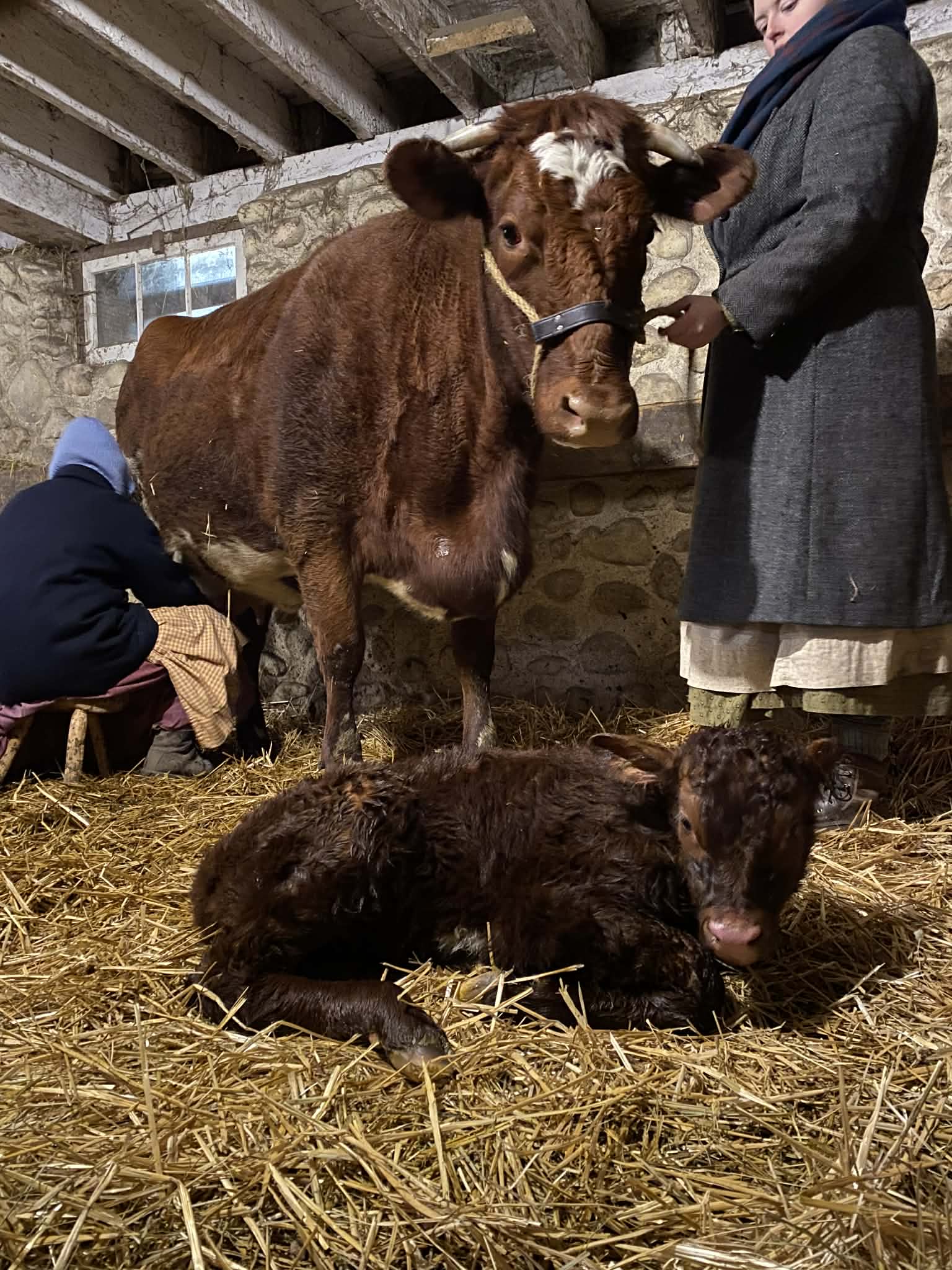 A brown cow and calf stand and rest on hay in a barn.