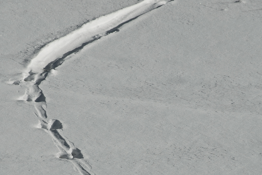 ONETIMEUSE-otter-tracks-in-snow-StanTekiela