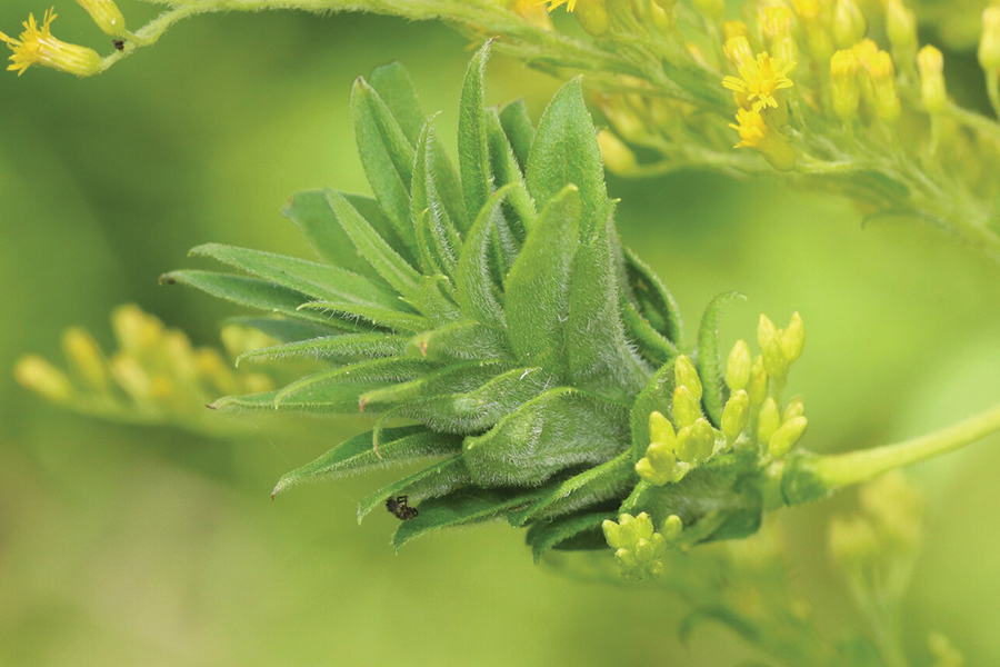 a flower gall on a goldenrod plant