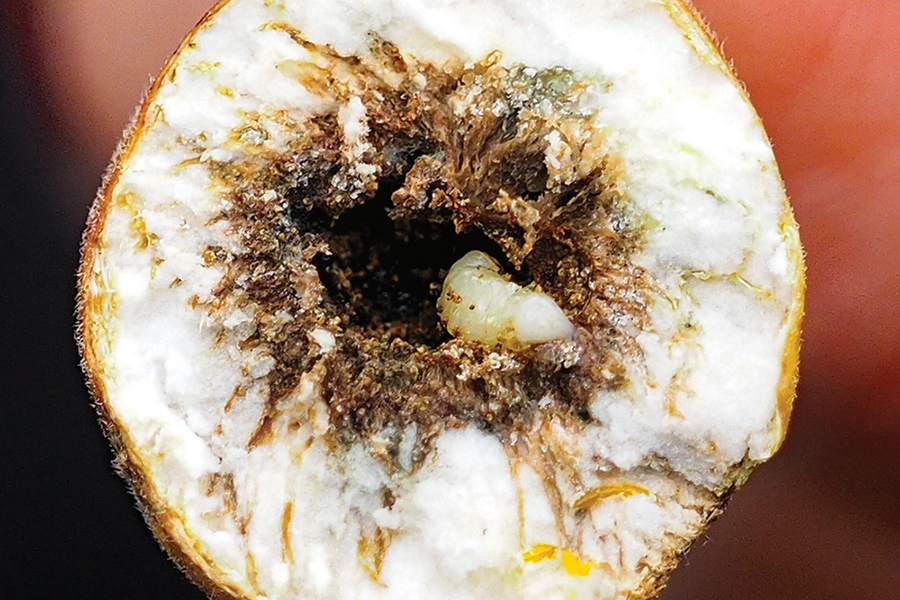 the inside of a gall showing a goldenrod gall fly larva inside