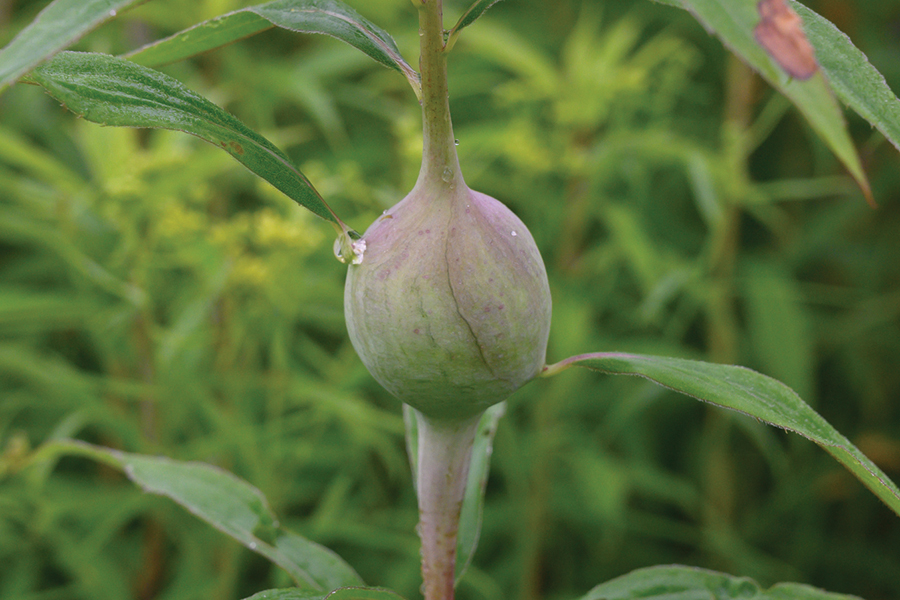 a round goldenrod gall fly gall on the stem of a plant