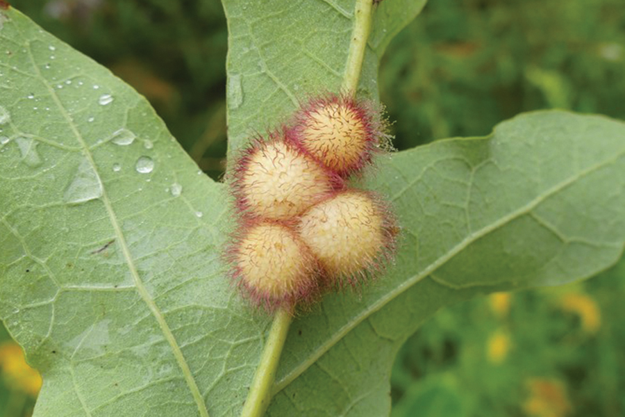 four hedgehog galls on the back of a green oak leaf