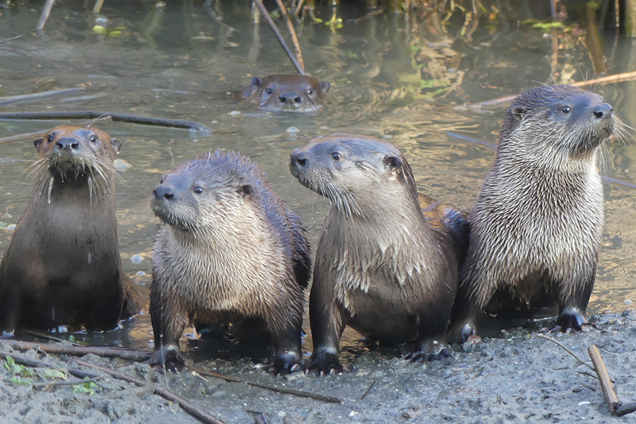 otter-family-LaurenGlevanik
