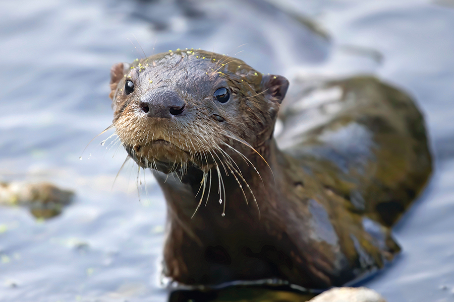 otter-young-JimCummingShutterstockcom