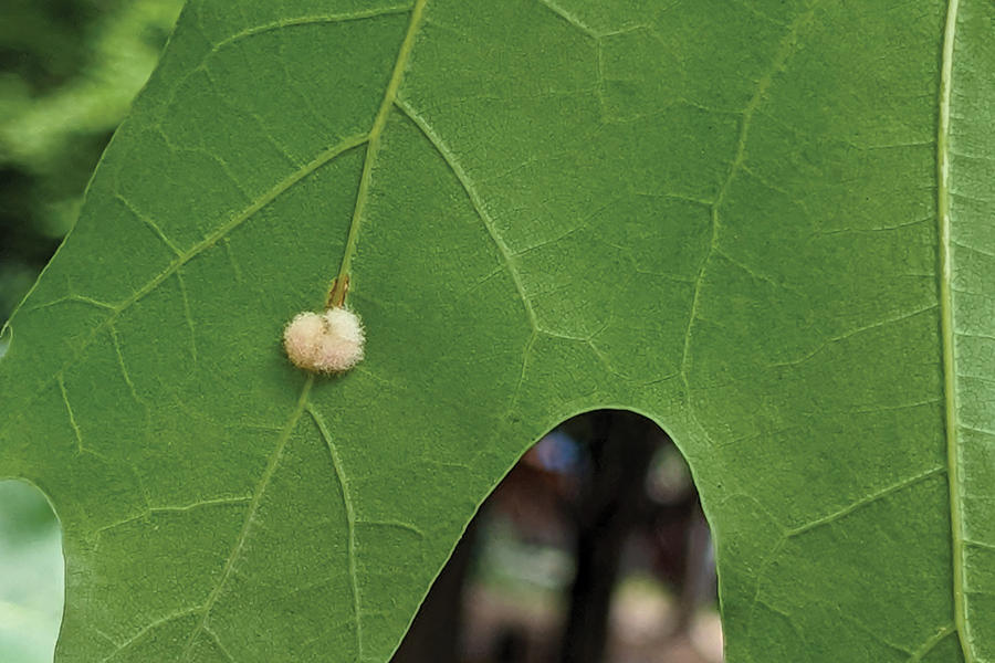 woolly oak gall