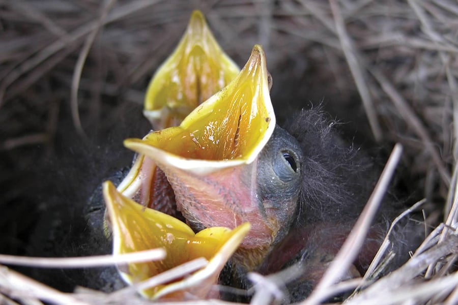 three newborn American robins with mouths open in a nest