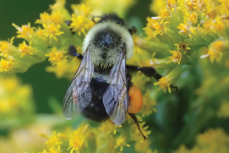 a bumblebee feeding on a yellow goldenrod plant in bloom