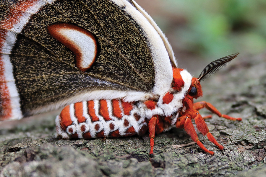 a cecropious silk moth resting on a tree