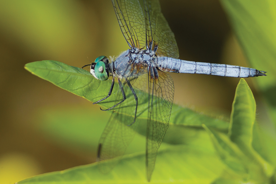 an eastern pondhawk dragonfly resting with wings out on a leaf