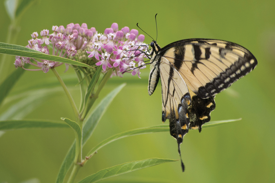 an eastern tiger swallowtail butterfly feeding on a pinkish milkweed flower in bloom