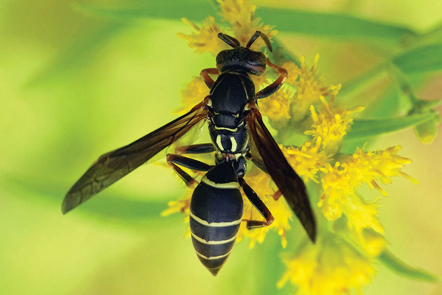 a paper wasp looking for insects on a yellow goldenrod flower in bloom