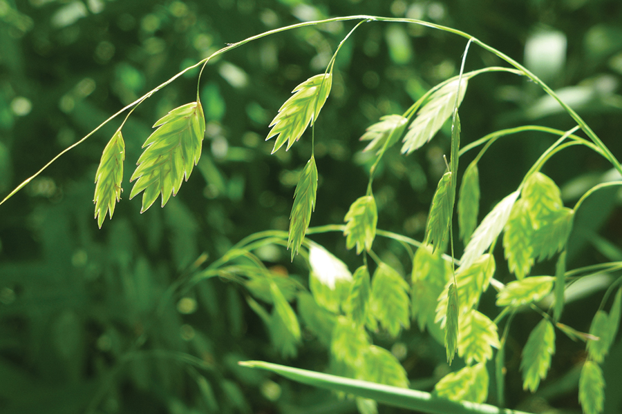 a river oats plant