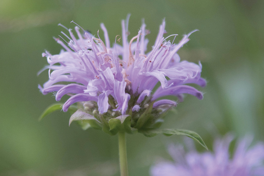 a purple wild bergamot flower