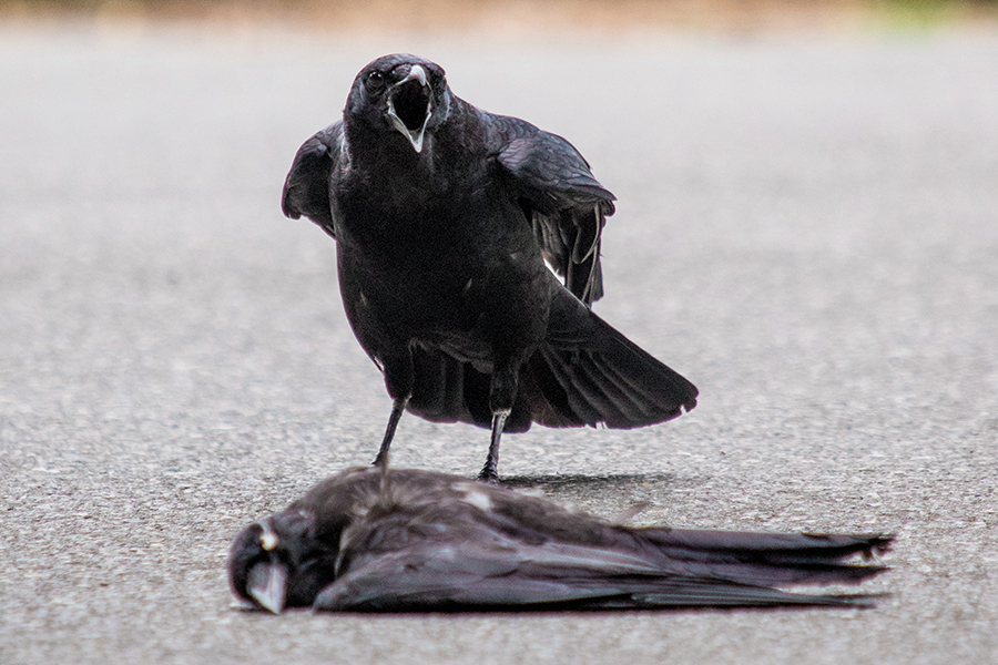 a crow on the ground calling and standing over a dead crow
