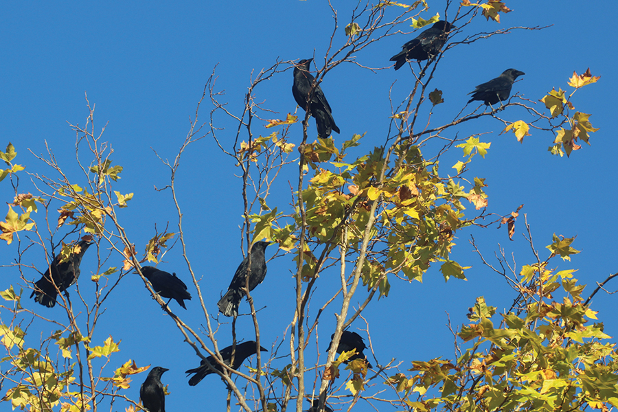 several crows in a treetop