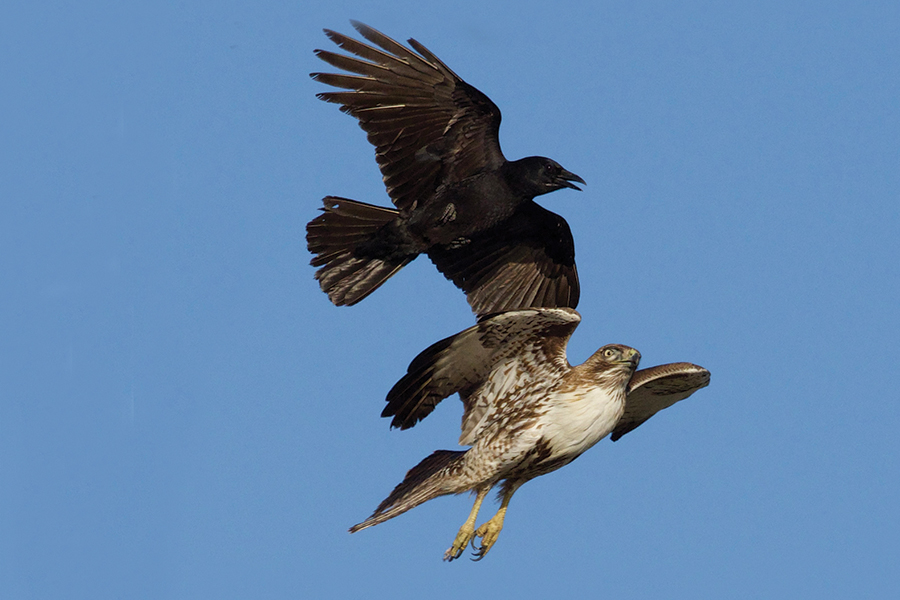 a crow attaching a hawk in mid-air