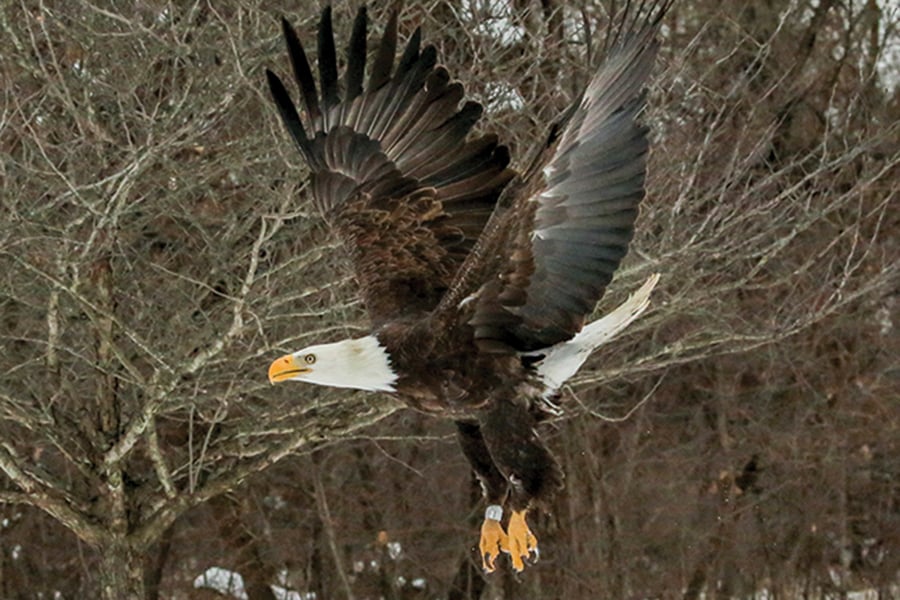 a rehabilitated bald eagle takes flight after being released