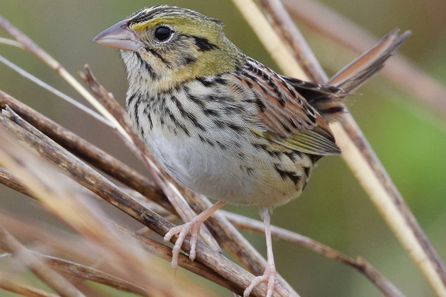 a henslow's sparrow resting on prairie grass