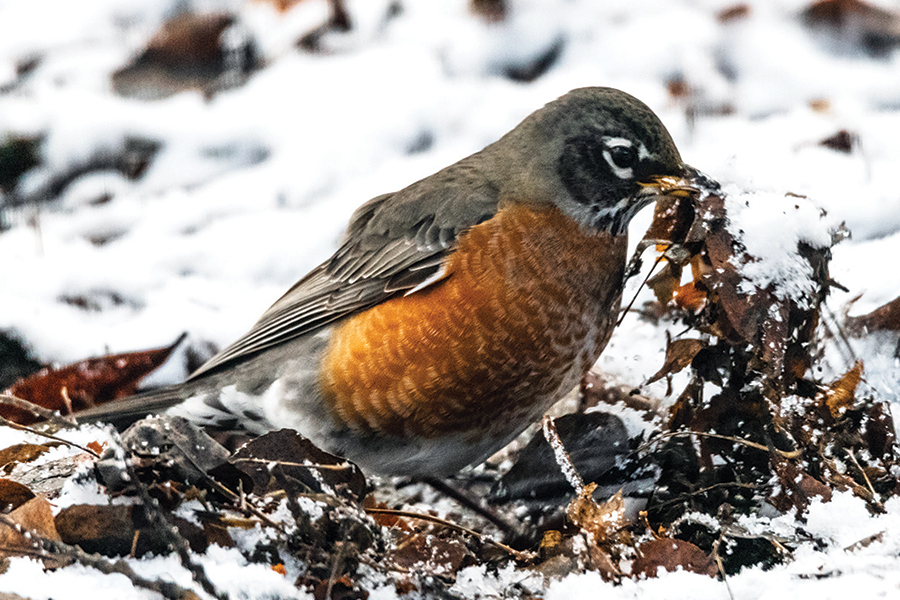 American robin Hanjo Hellmann/stock.adobe.com