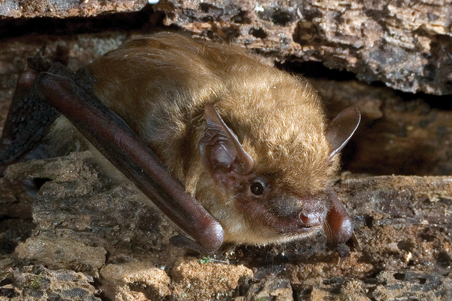 big brown bat Ivan Kuzmin/stock.adobe.com