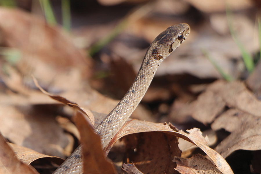 Dekay's brown snake (c) Emma McHone