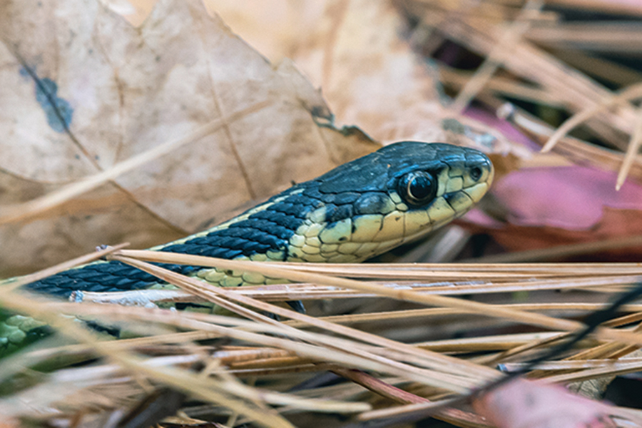 garter snake Mark/stock.adobe.com