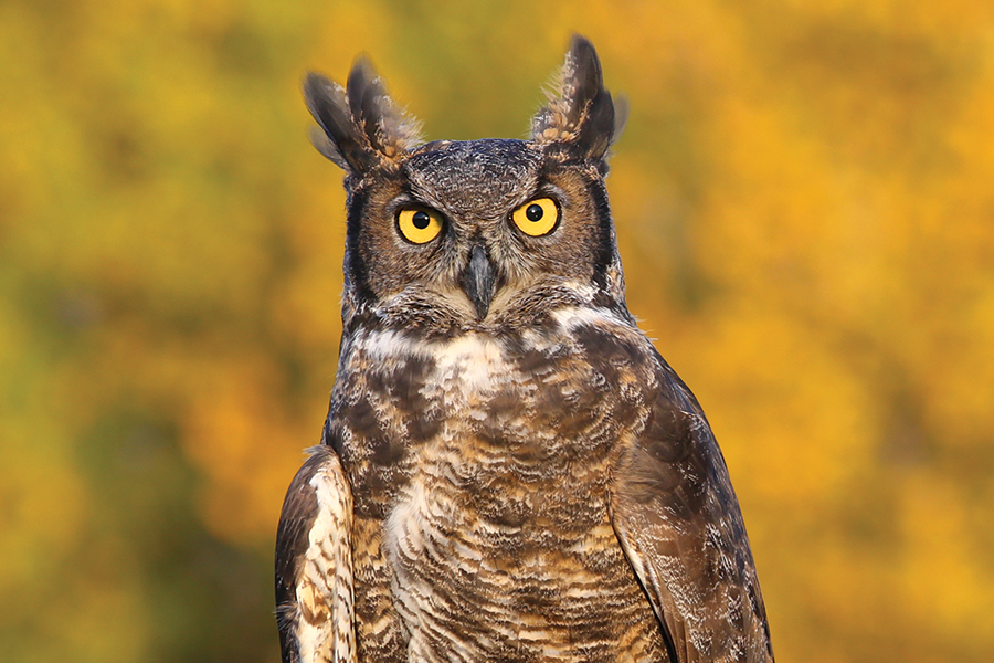 great horned owl donyanedomam/stock.adobe.com