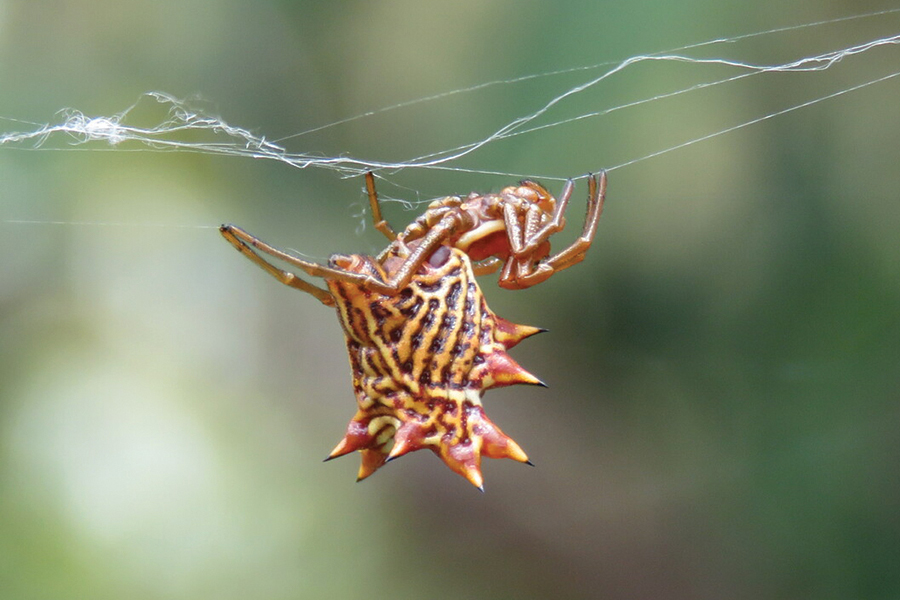 It's spooky spider season in the Midwest: Meet the orb weaver