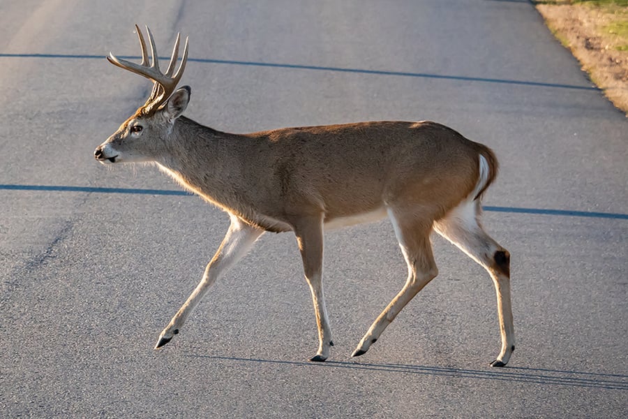 white-tailed-deer-Wildspacesstockadobe