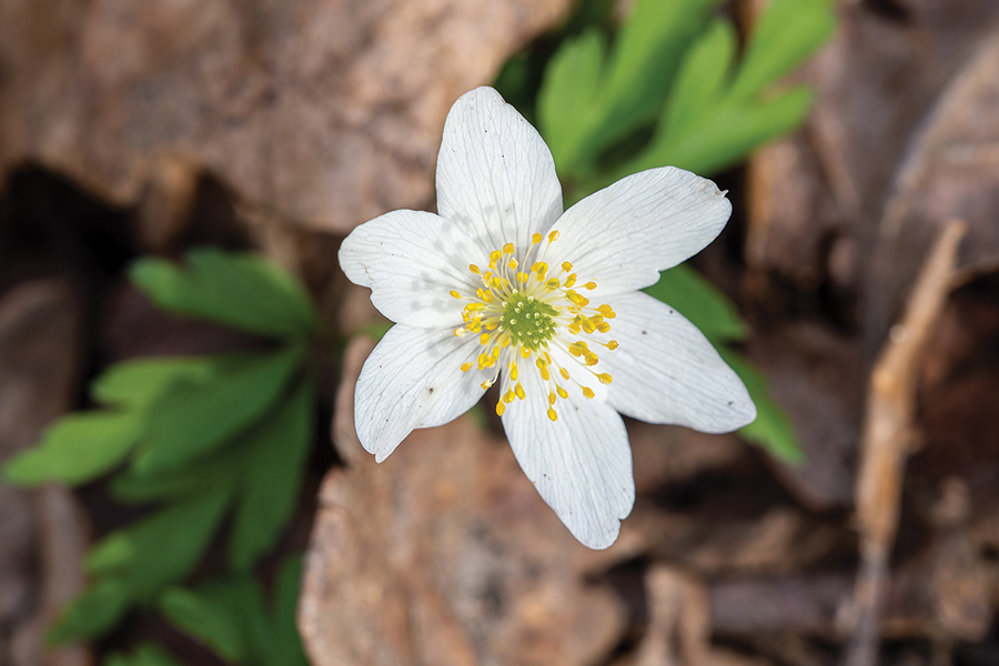 wood anemone Stephan Morris/stock.adobe.com