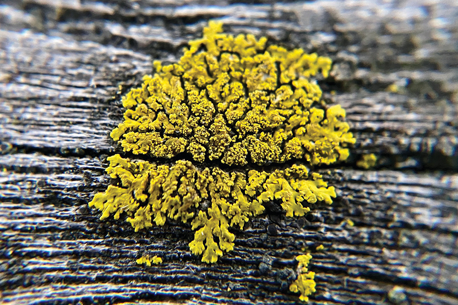 candleflame lichen