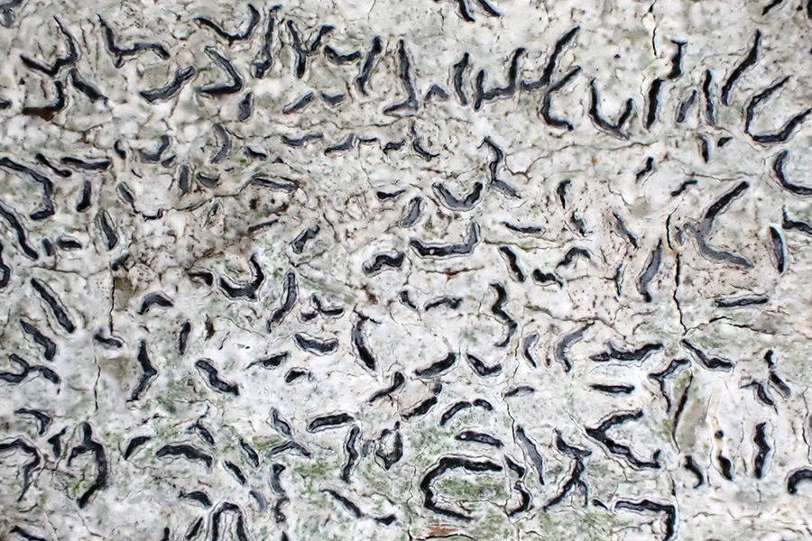 common script lichen