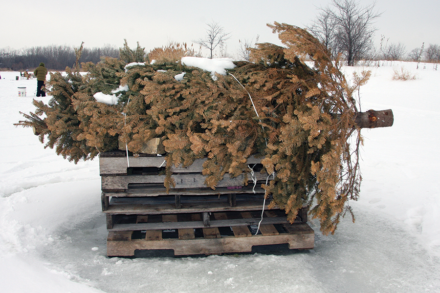 old Christmas tree on a stack of pallets