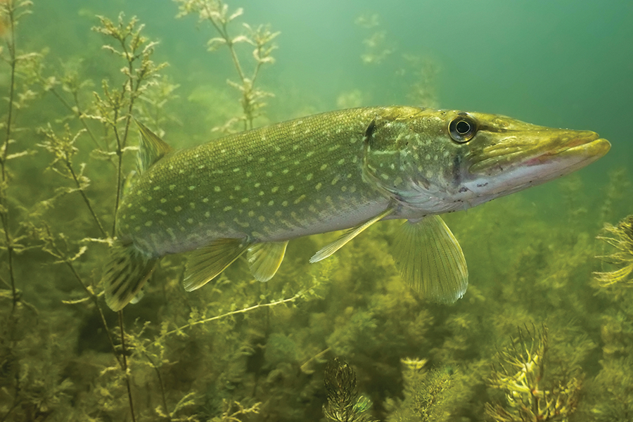 northern pike