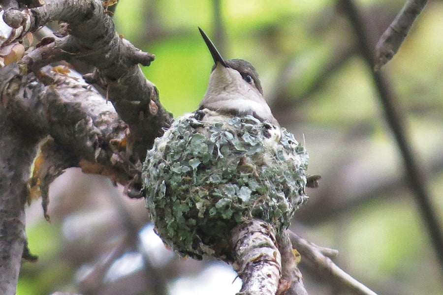 ruby-throated hummingbird in a nest