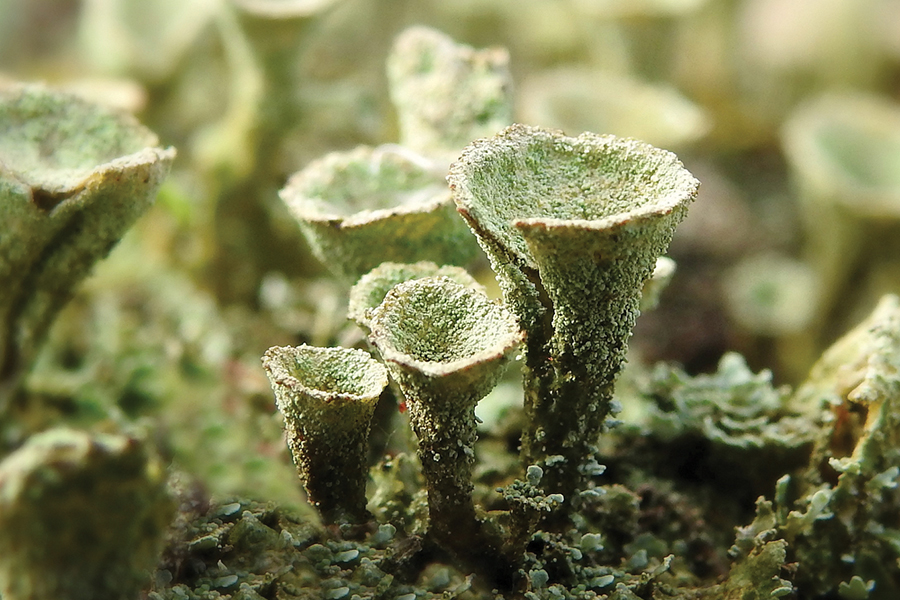trumpet lichen