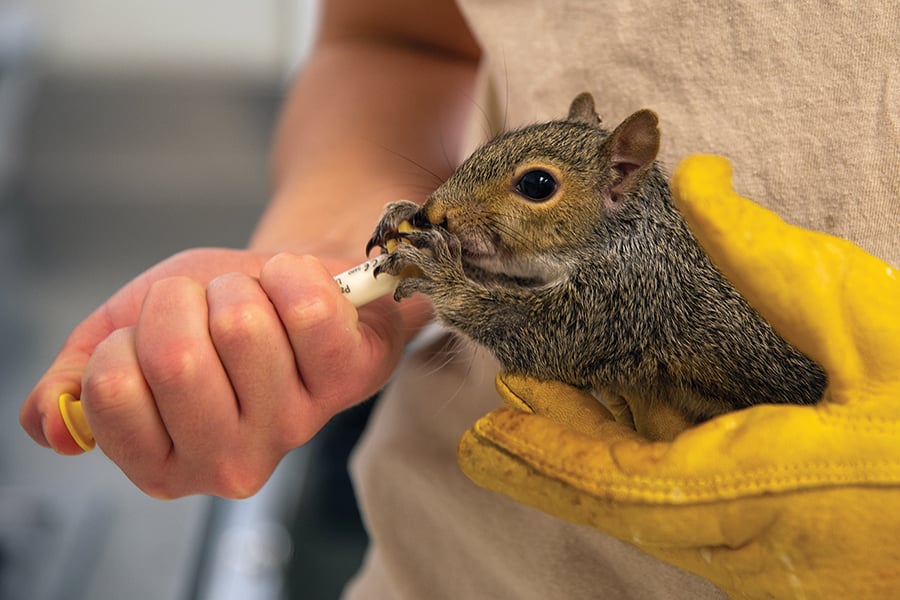 person feeding a baby squirrel