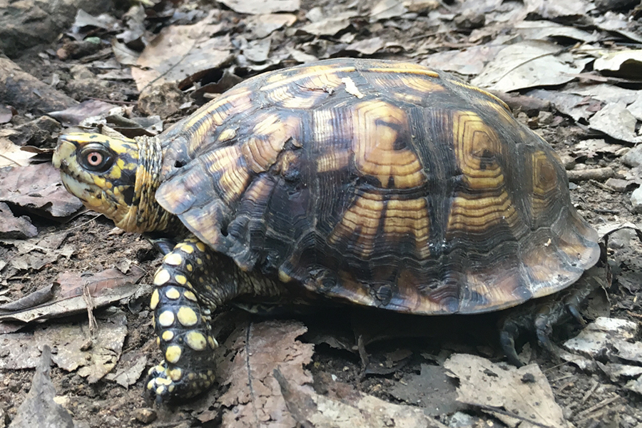 a box turtle walking over dry leaves
